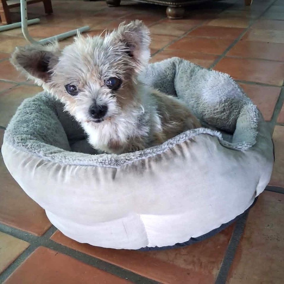 Enlarge Pippy, a Adopted Yorkshire Terrier in Marana, AZ image 2/4