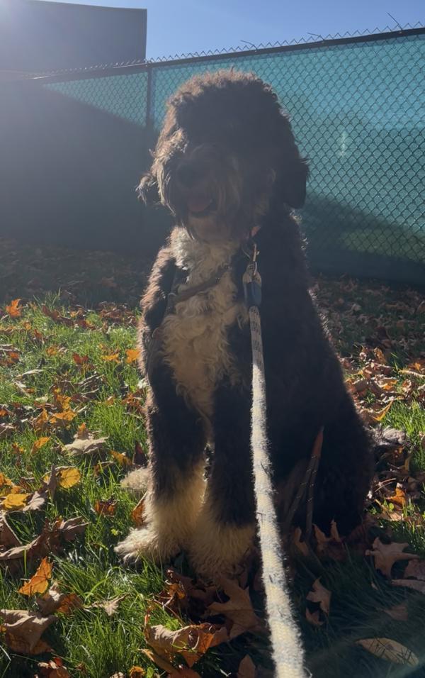 Enlarge Nyla, a Adoptable mixed breed in Stratham, NH image 1/1