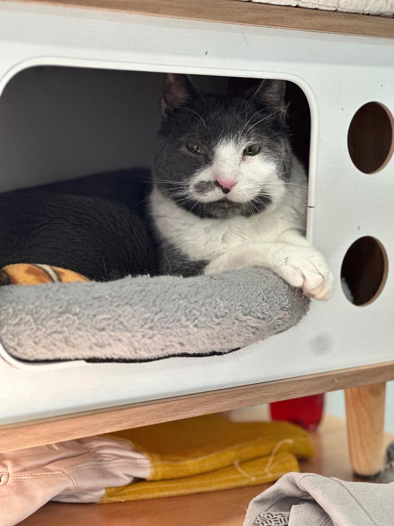 Chris (aka Tony), Adoptable, Senior Male Domestic Short Hair.