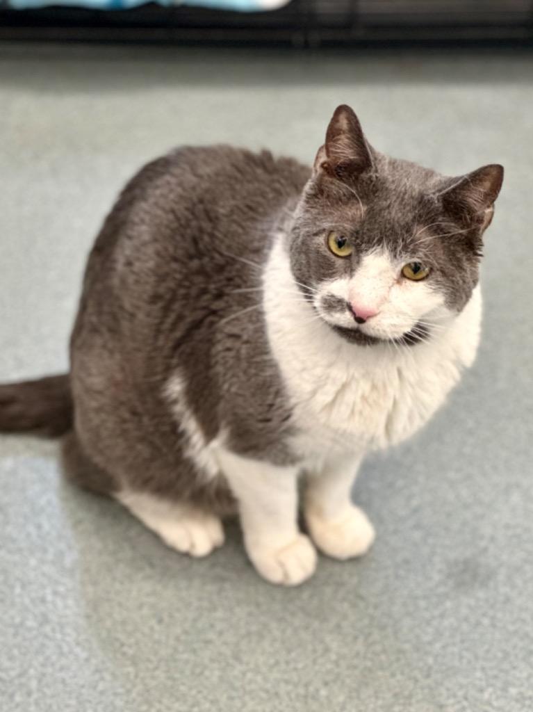 Enlarge Chris (aka Tony), a Adoptable mixed breed in Cumberland, ME image 3/3