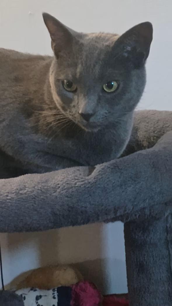Enlarge Big Sean - rehome, an adopted Domestic Short Hair in Monterey, VA image 2/3
