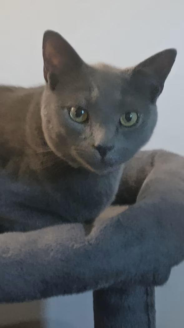 Enlarge Big Sean - rehome, an adopted Domestic Short Hair in Monterey, VA image 3/3