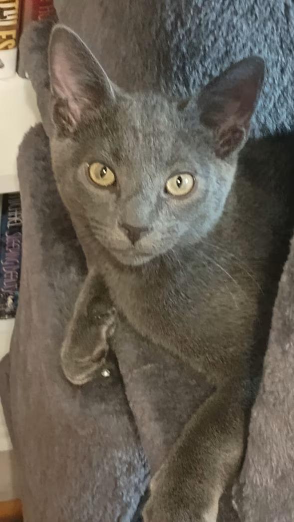 Big Sean - rehome, adopted, Young Male Domestic Short Hair.