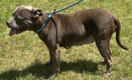 Mable, a ADOPTABLE American Bully in Ashland, VA image 4/4