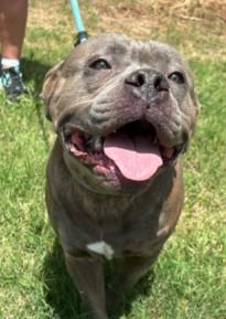Mable, adopted, Adult Female American Bully.