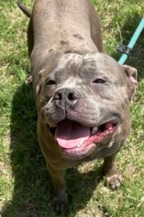 Mable, a ADOPTABLE American Bully in Ashland, VA image 3/4