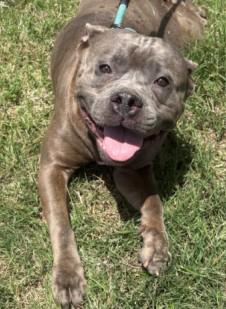 Mable, a ADOPTABLE American Bully in Ashland, VA image 2/4
