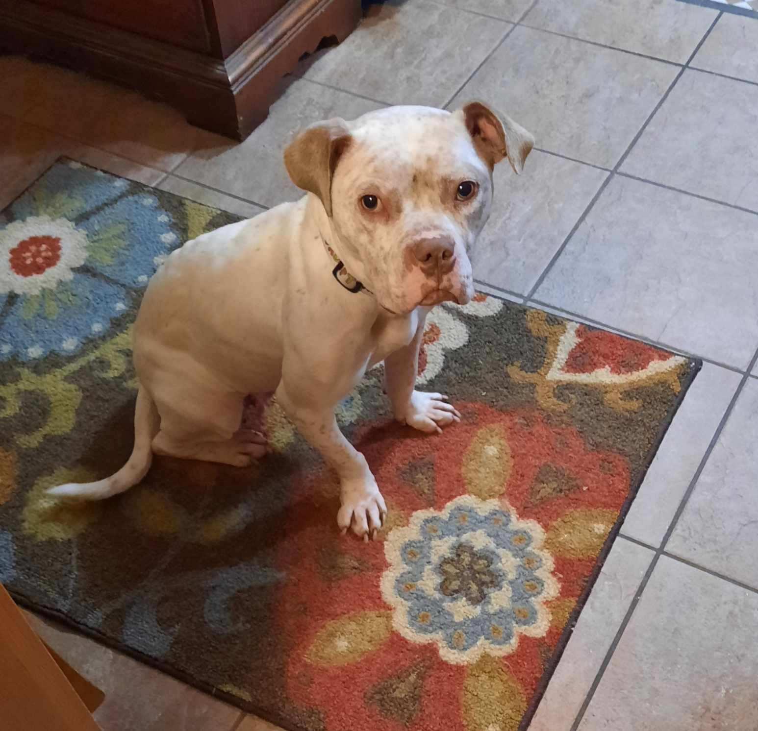 Enlarge Midge (Tinsel), a ADOPTABLE mixed breed in Troy, MI image 2/6