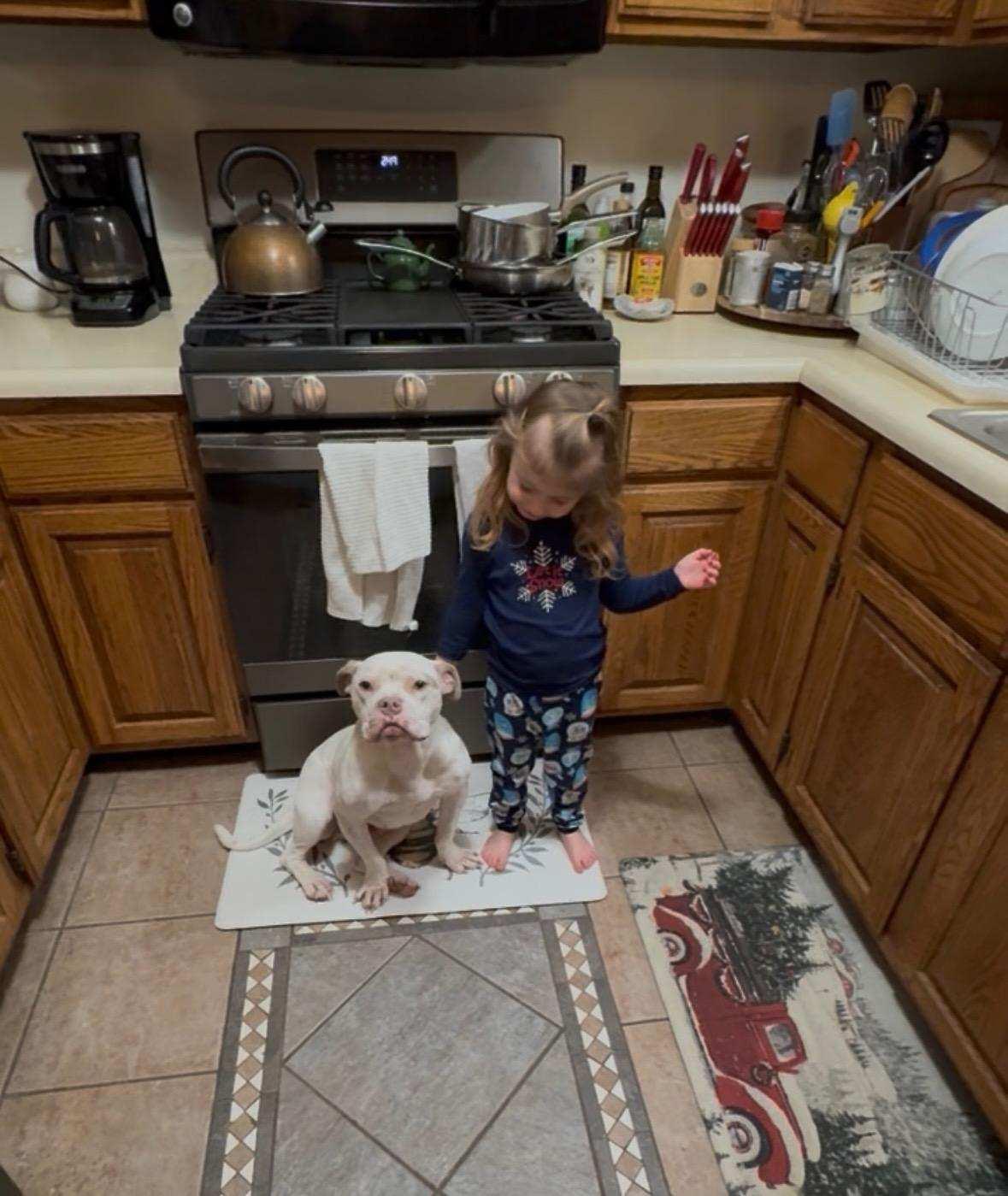 Enlarge Midge (Tinsel), a ADOPTABLE mixed breed in Troy, MI image 5/6