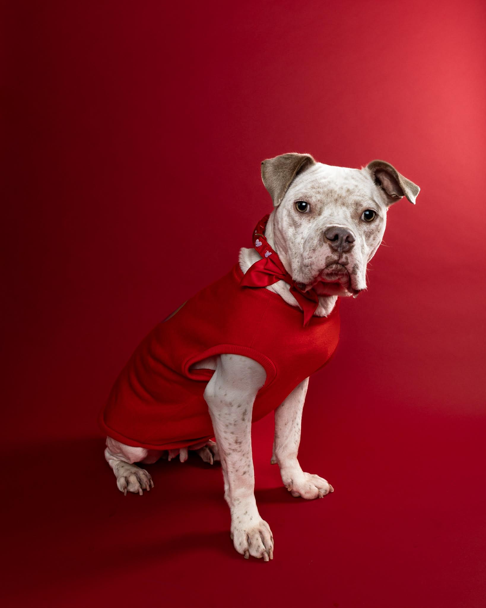 Midge (Tinsel), ADOPTABLE, Adult Female Pit Bull Terrier.