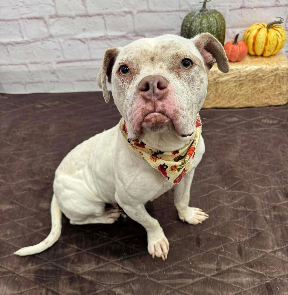 Enlarge Midge (Tinsel), a ADOPTABLE mixed breed in Troy, MI image 3/6