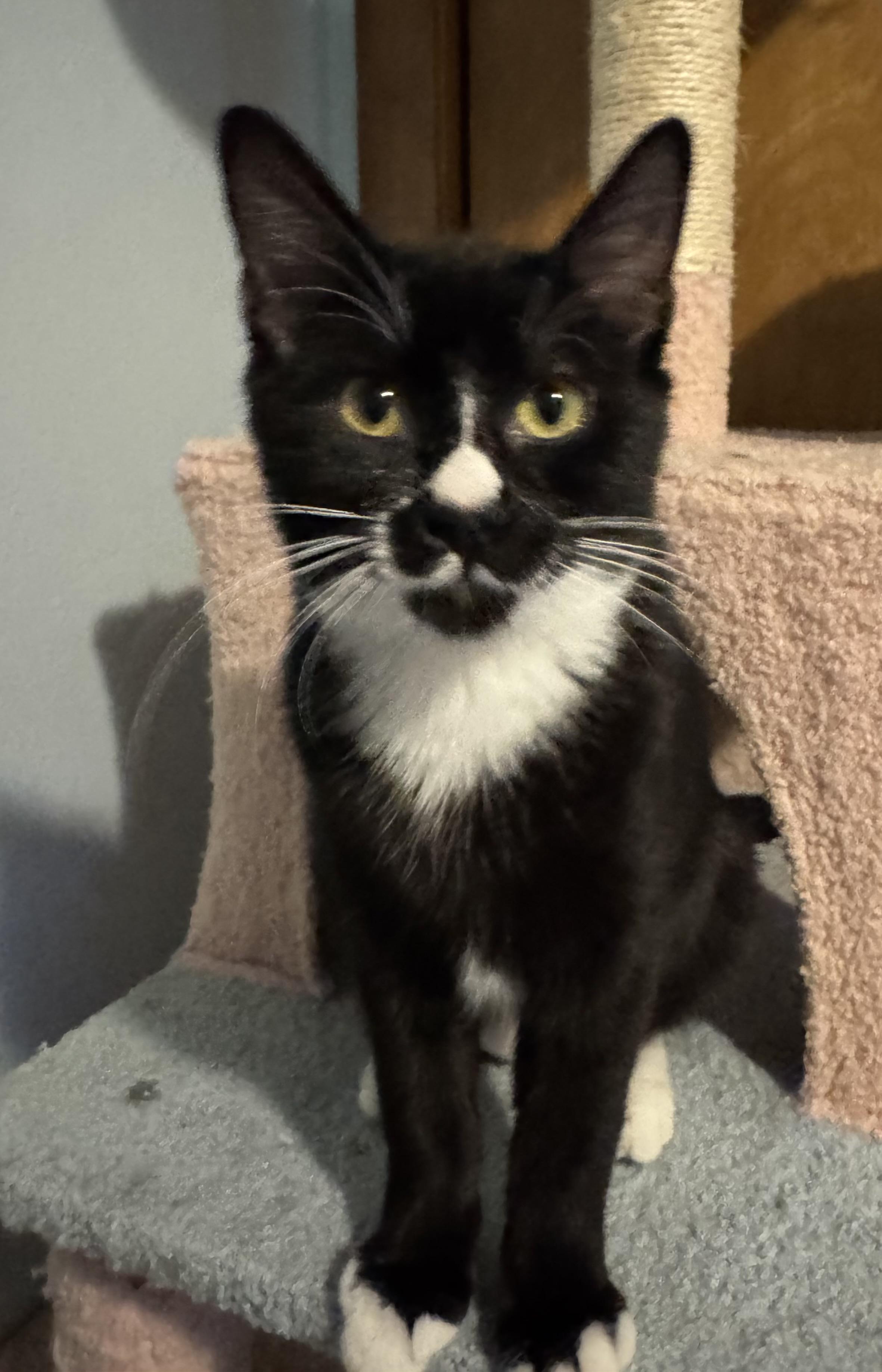 Enlarge Helen, a ADOPTABLE Domestic Short Hair in Faribault , MN image 3/3