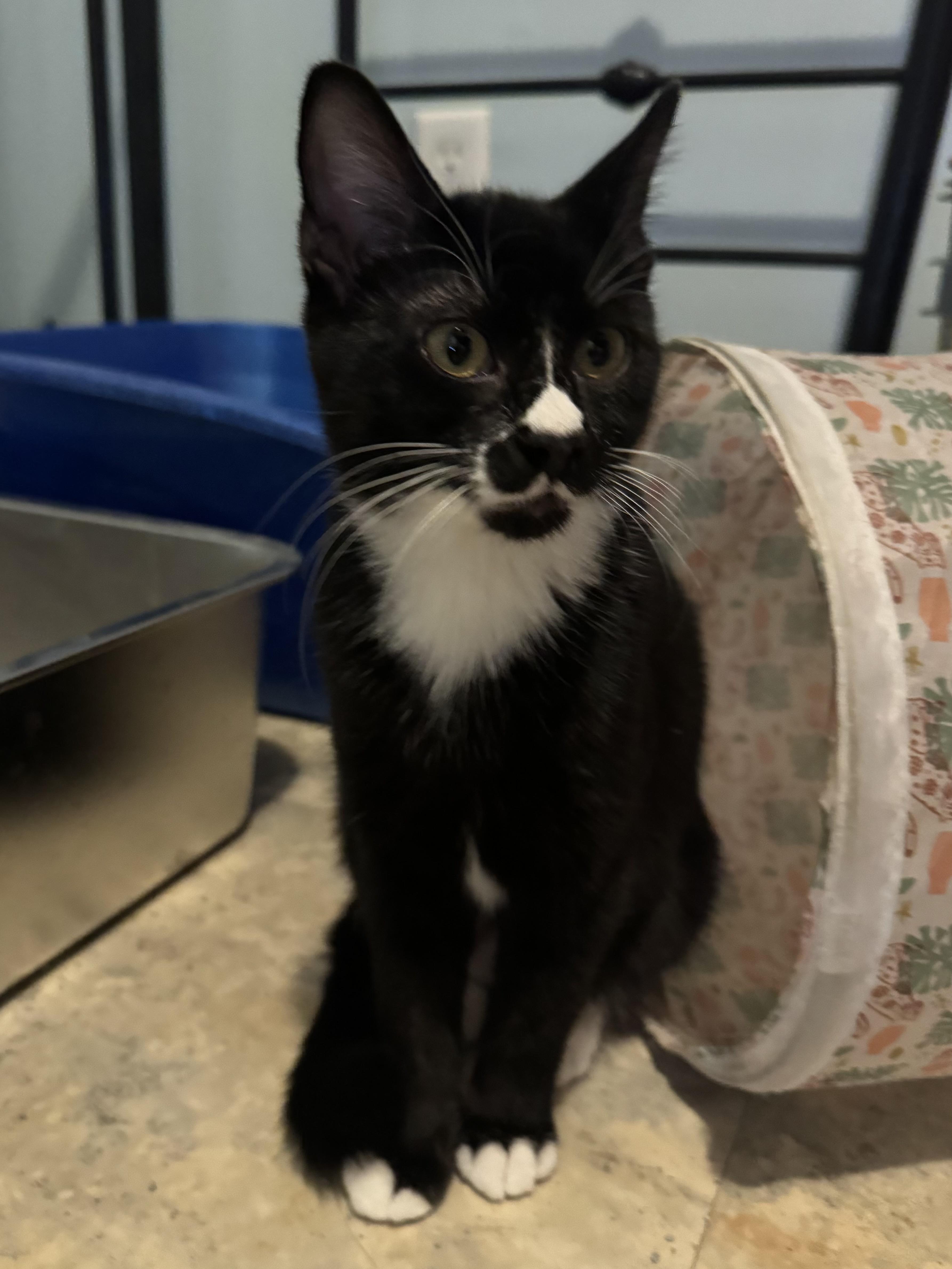 Enlarge Helen, a ADOPTABLE Domestic Short Hair in Faribault , MN image 1/3