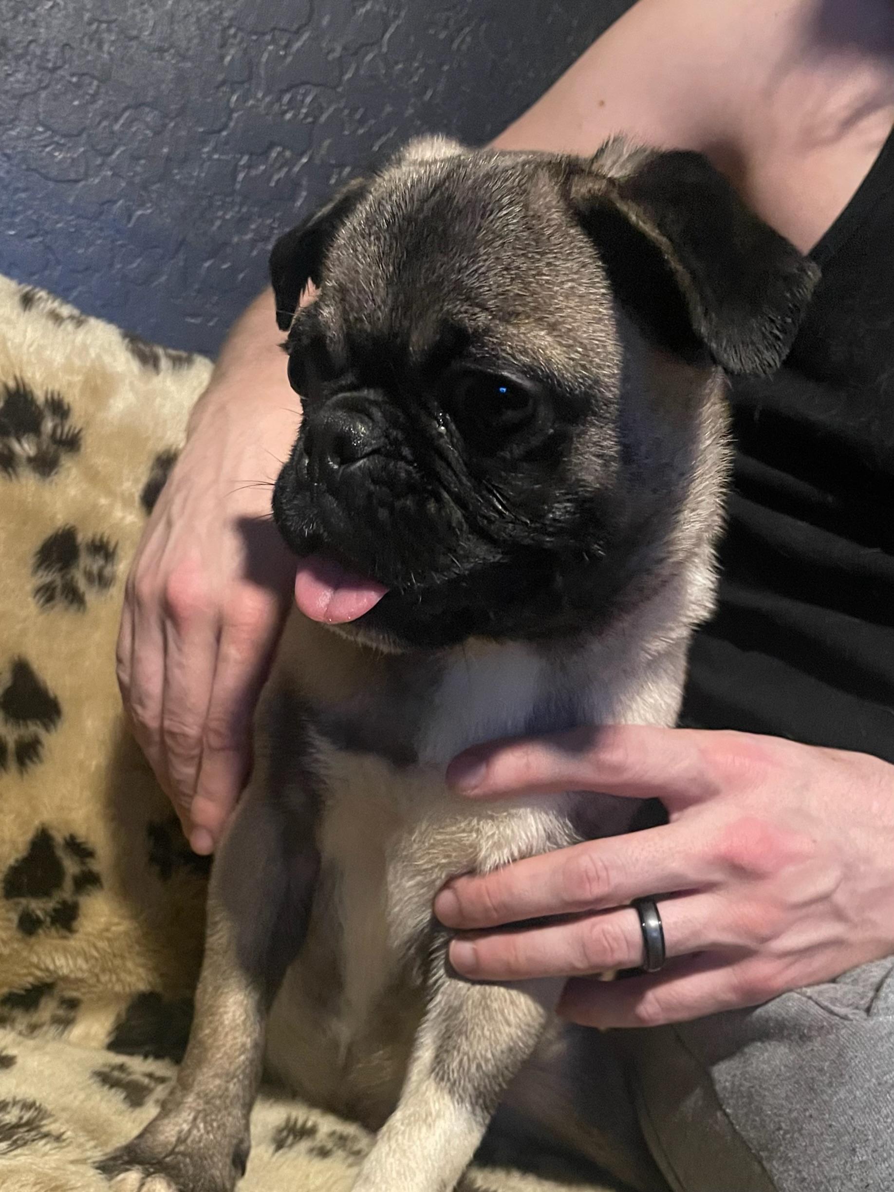 Enlarge Moe, a Adopted Pug in Goodyear, AZ image 1/4