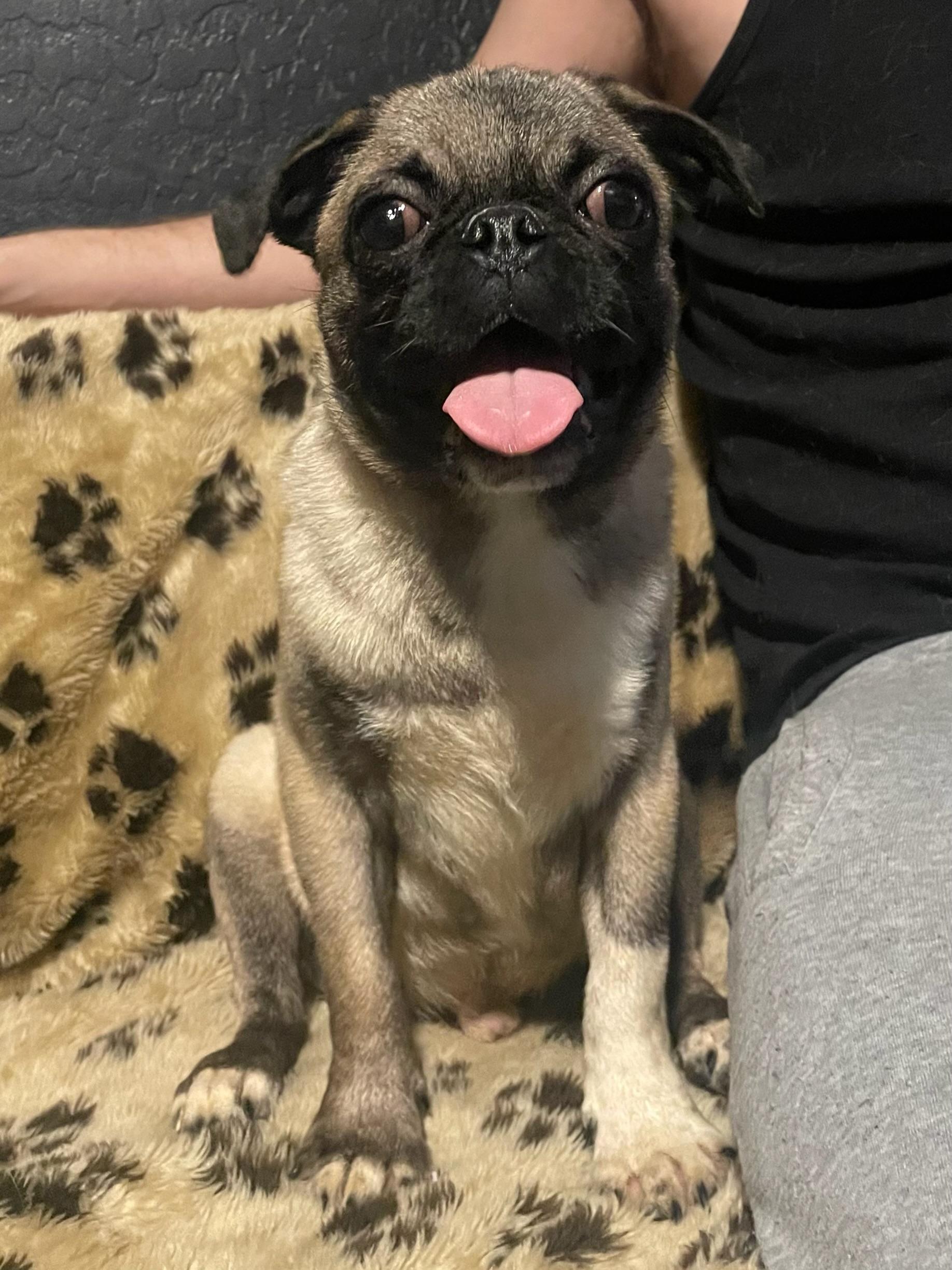 Enlarge Moe, a Adopted Pug in Goodyear, AZ image 2/4