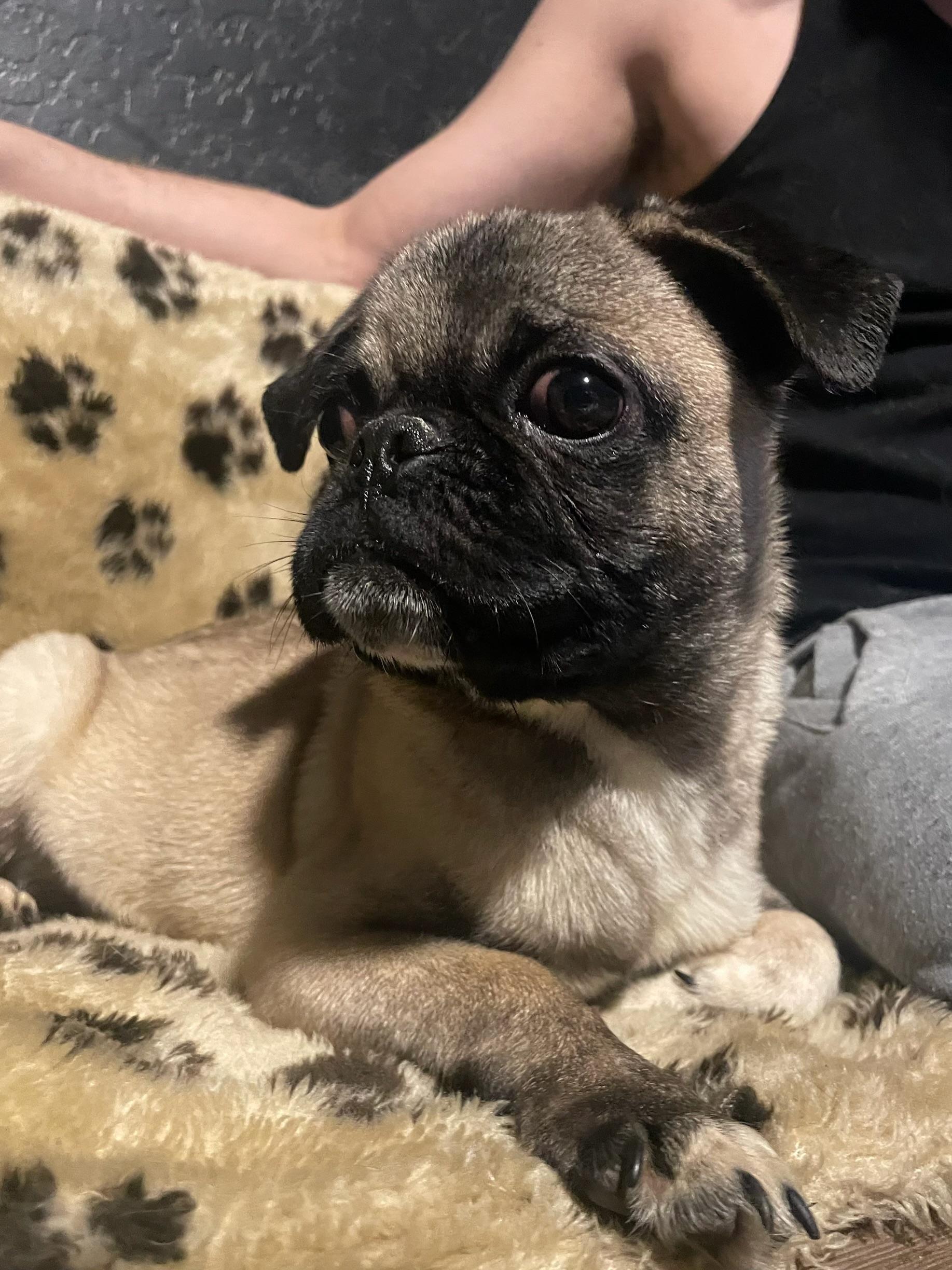 Enlarge Moe, a Adopted Pug in Goodyear, AZ image 3/4