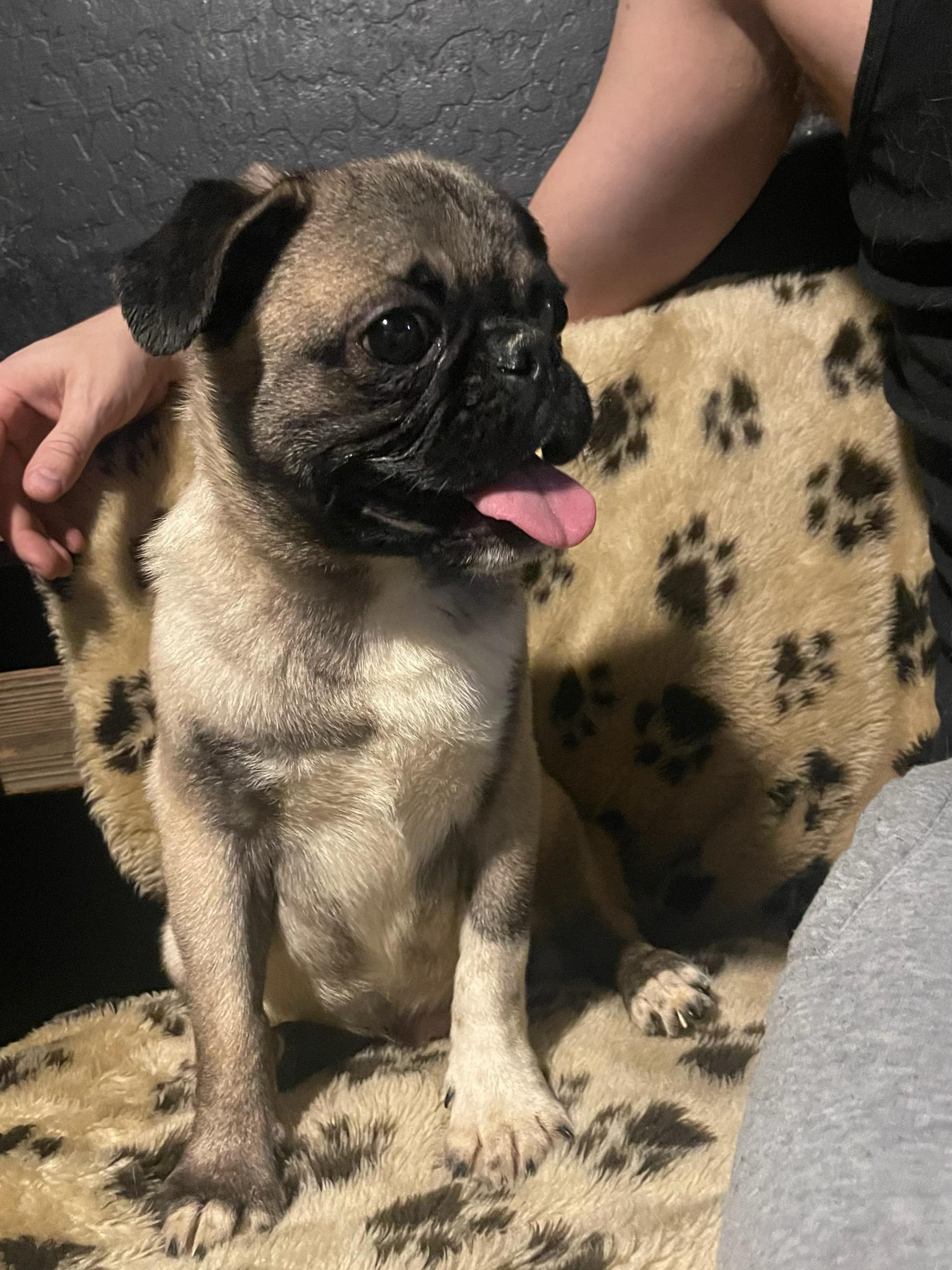 Enlarge Moe, a Adopted Pug in Goodyear, AZ image 4/4