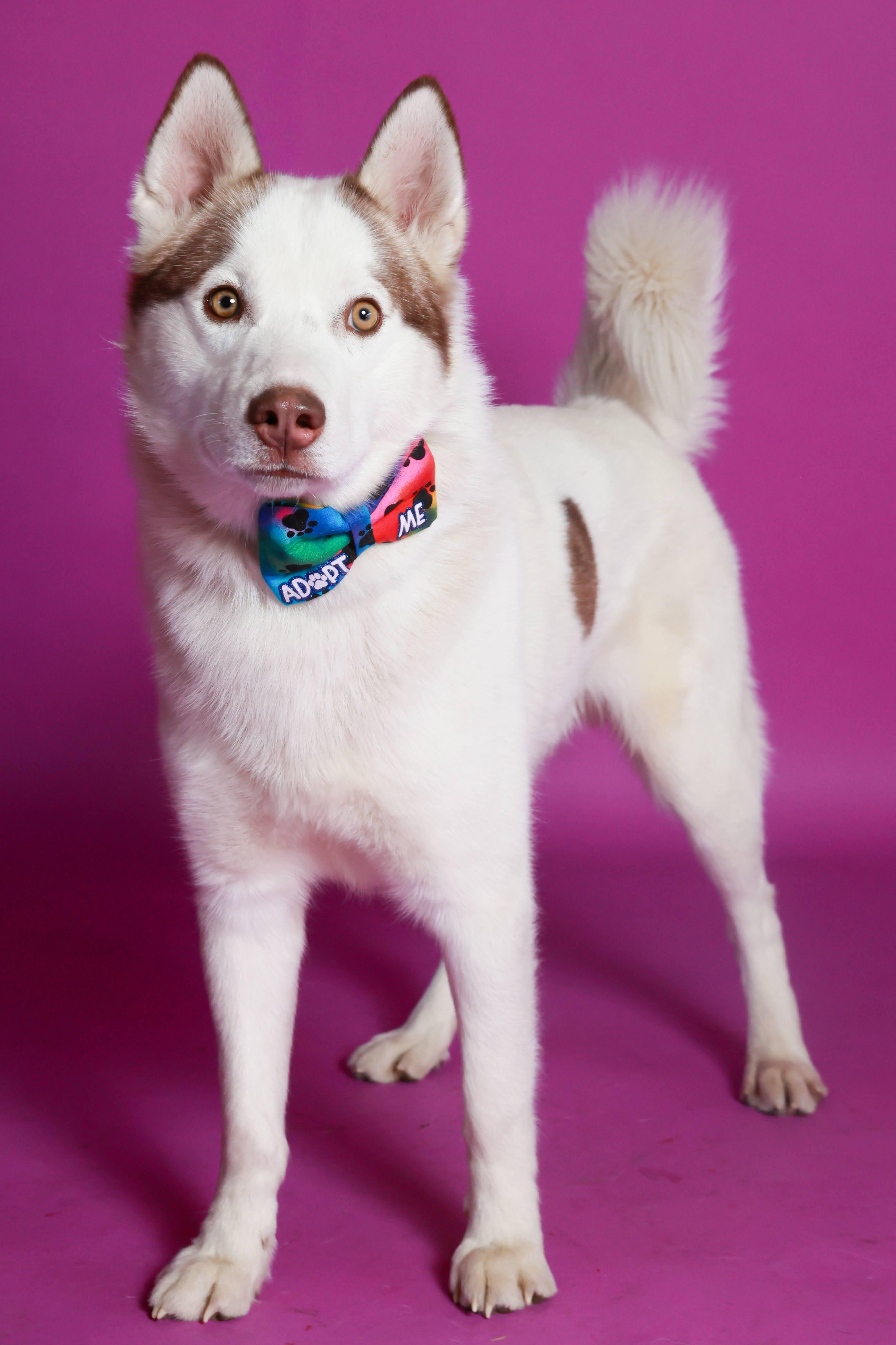 Enlarge Fenn(92139), a ADOPTABLE mixed breed in Spanish Fork, UT image 1/1