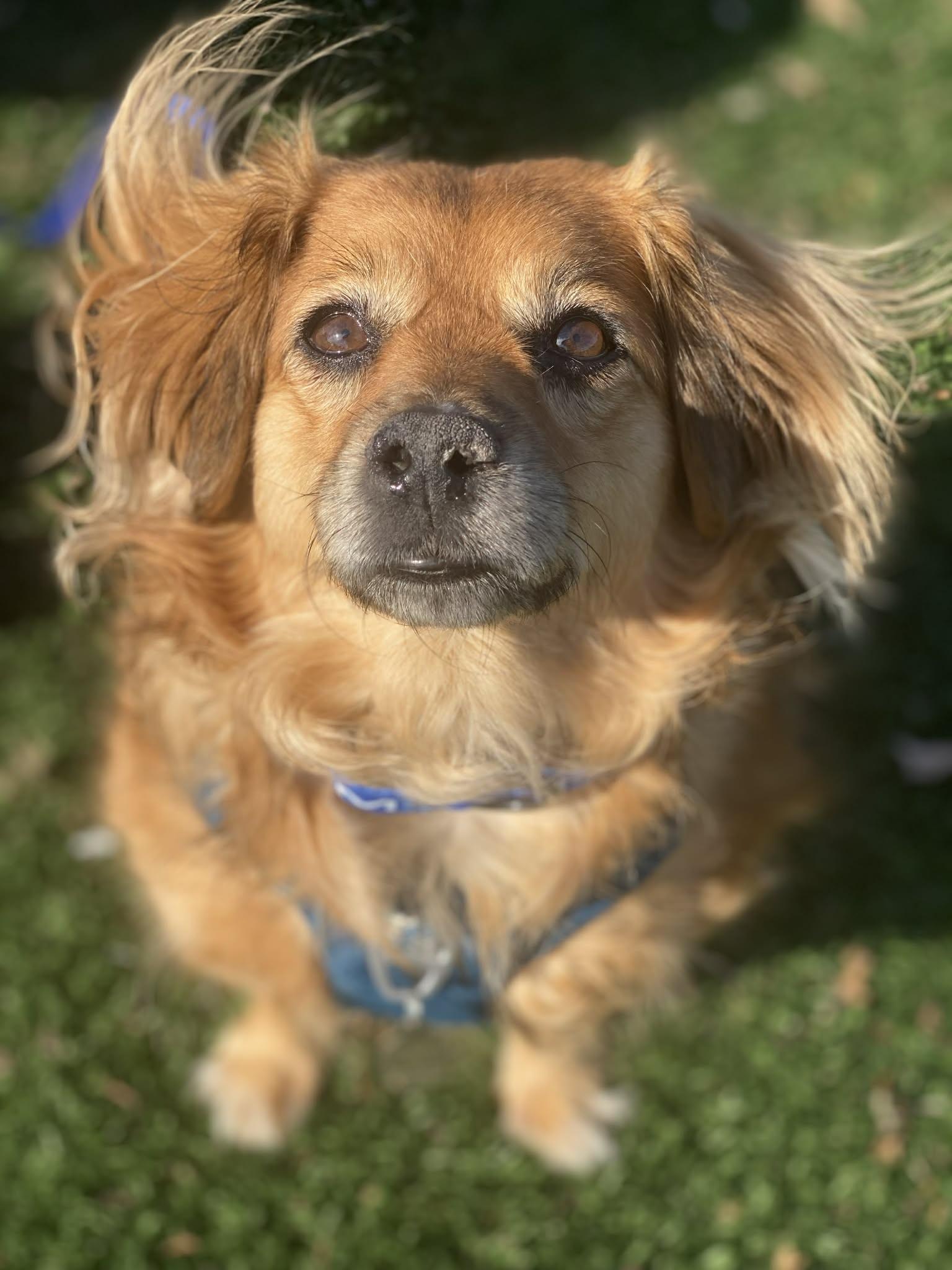 Enlarge Skeeter, a Adoptable mixed breed in Salt Lake City, UT image 5/6