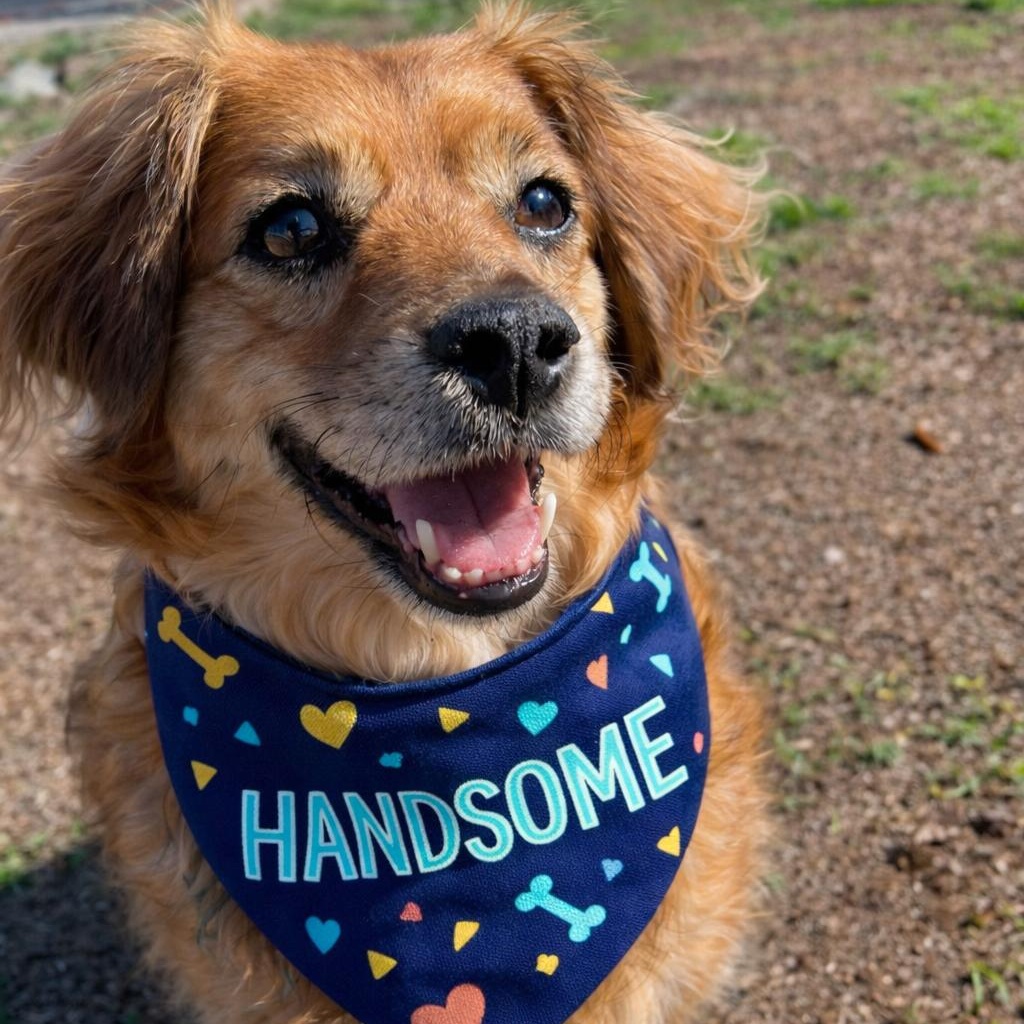 Enlarge Skeeter, a Adoptable mixed breed in Salt Lake City, UT image 1/6