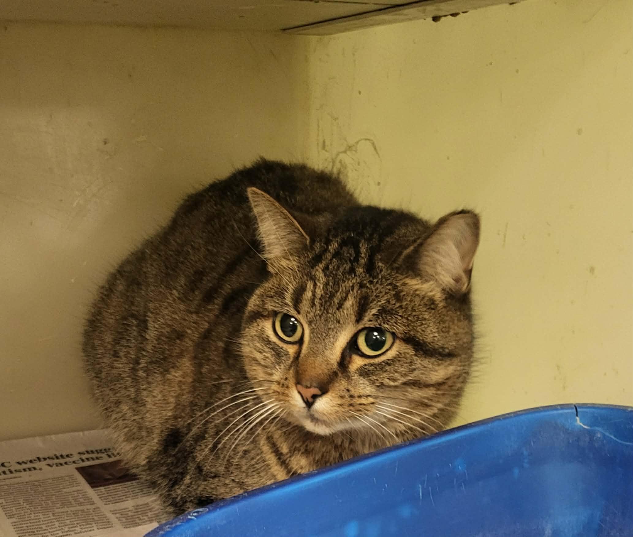 Enlarge Jolly, a ADOPTABLE Tabby in Muncie, IN image 1/1