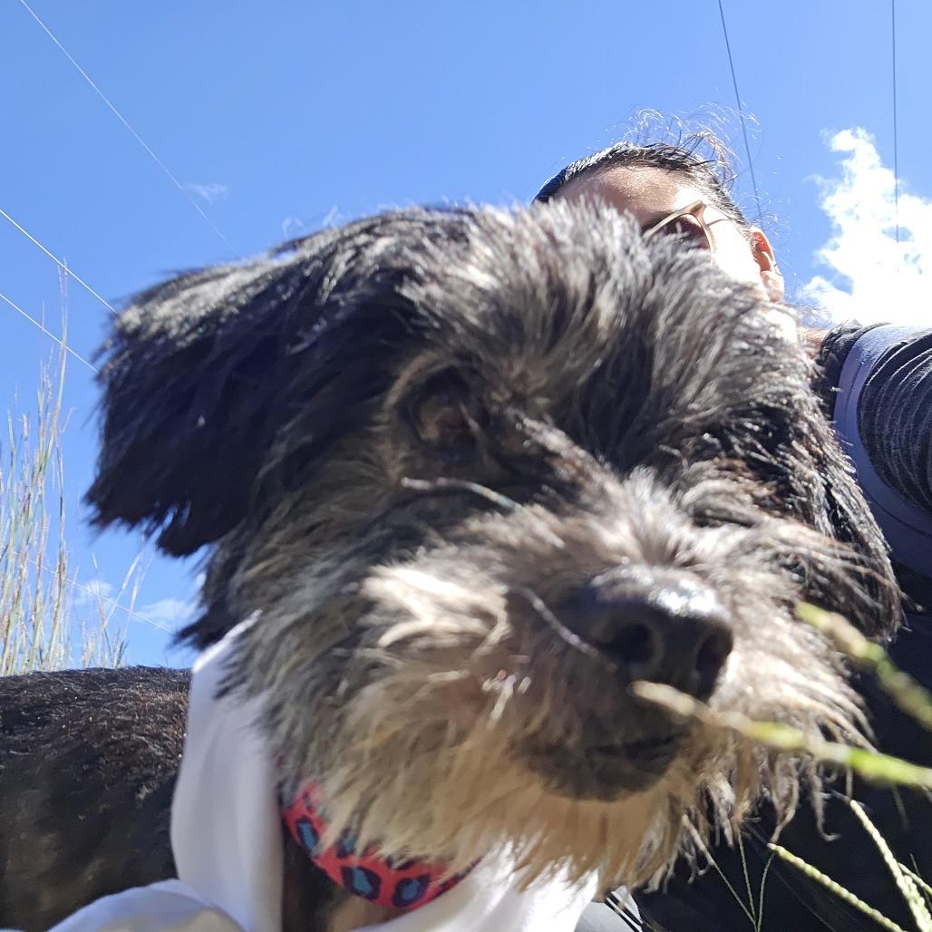Paramore-IN FOSTER, Adoptable, Senior Female Terrier & Mixed Breed.