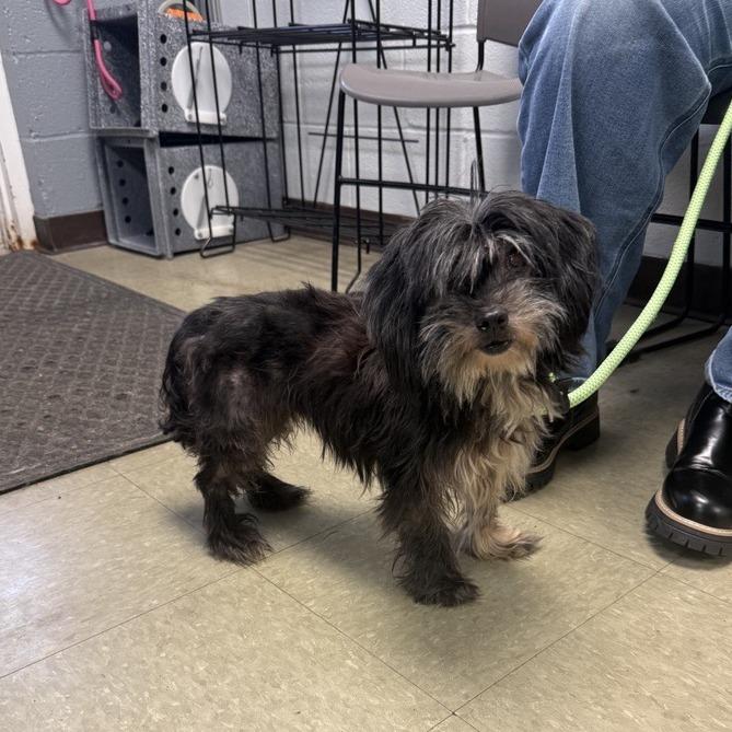 Enlarge Paramore-IN FOSTER, a Adoptable mixed breed in Birdsboro, PA image 2/6