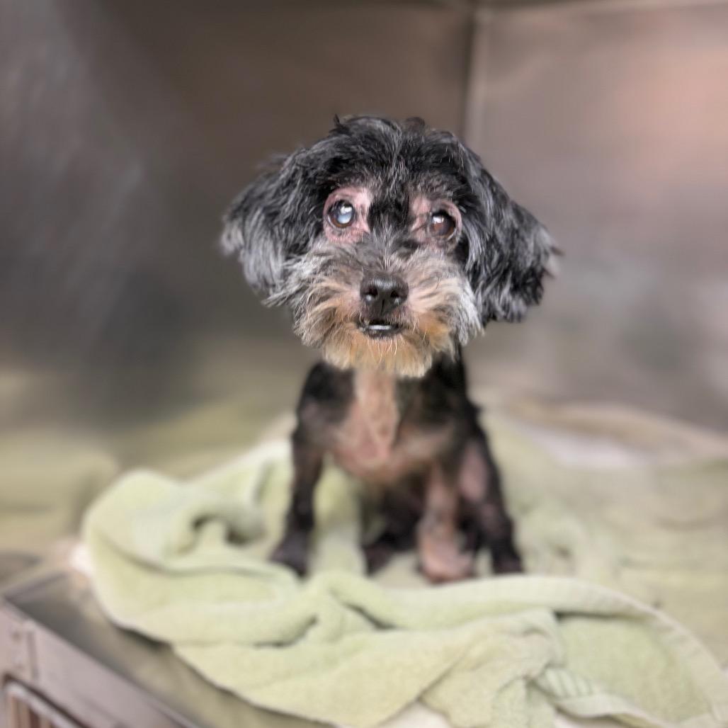 Enlarge Paramore-IN FOSTER, a Adoptable mixed breed in Birdsboro, PA image 4/6