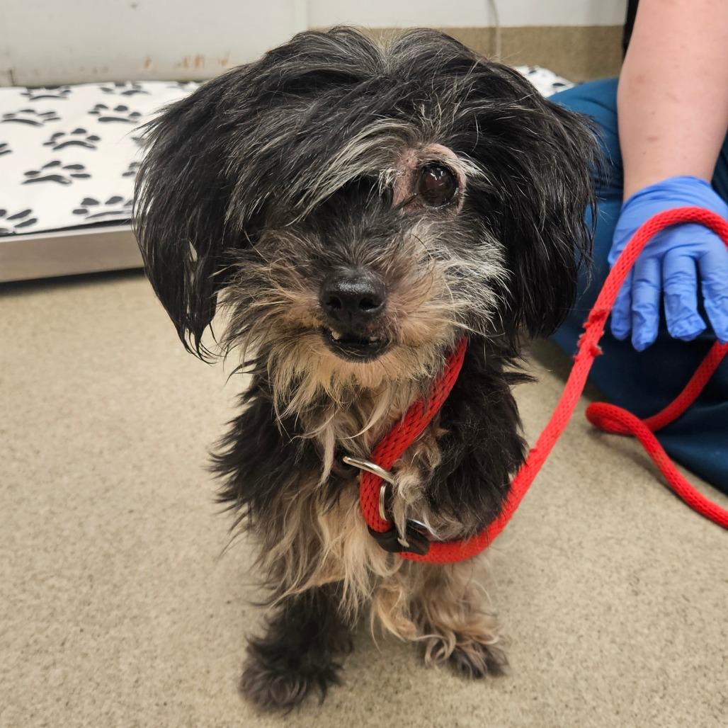 Enlarge Paramore-IN FOSTER, a Adoptable mixed breed in Birdsboro, PA image 5/6