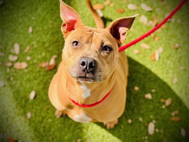 Enlarge BAILEY PEARL, a Adoptable Pit Bull Terrier in Orlando, FL image 1/1