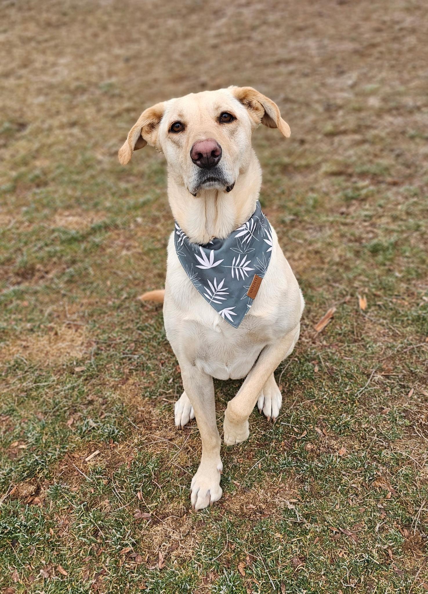 Milo Raphie, Adoptable, Adult Male German Shepherd Dog & Labrador Retriever.