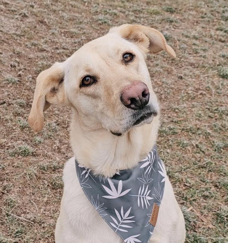 Enlarge Milo Raphie, a Adoptable mixed breed in Twin Falls, ID image 2/6