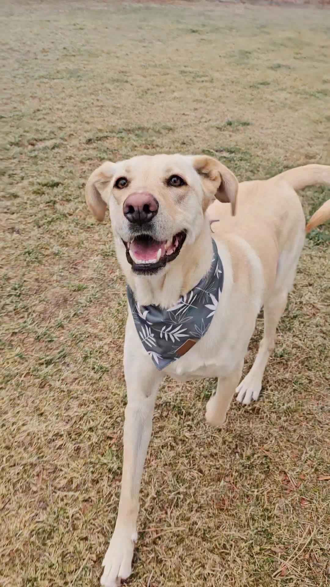 Enlarge Milo Raphie, a Adoptable mixed breed in Twin Falls, ID image 4/6