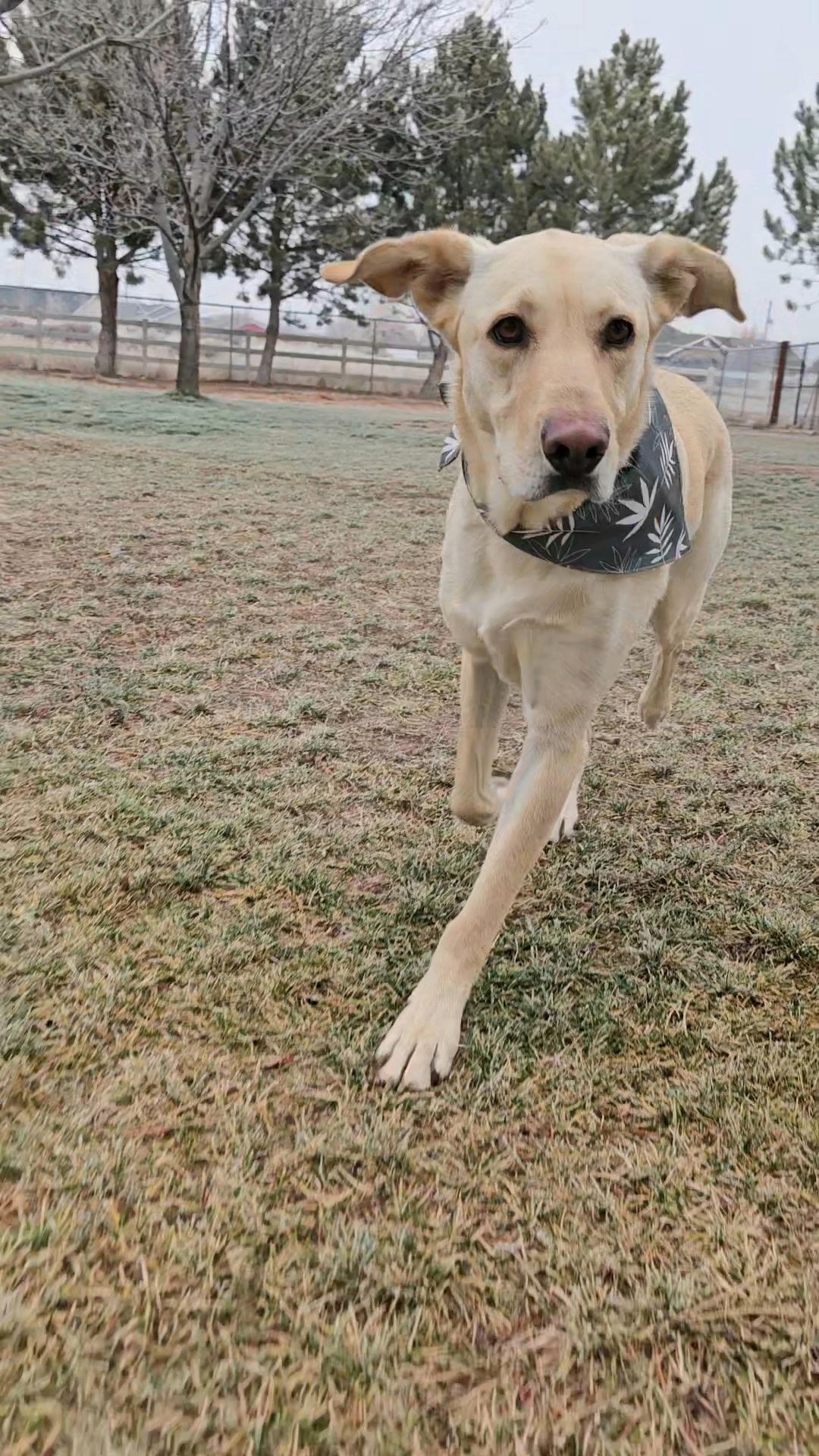Enlarge Milo Raphie, a Adoptable mixed breed in Twin Falls, ID image 6/6