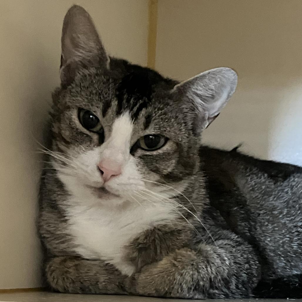 Charlie Girl, Adoptable, Adult Female Domestic Short Hair.