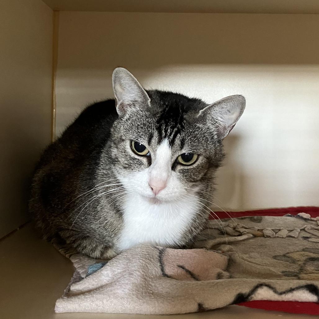Enlarge Charlie Girl, a Adoptable Domestic Short Hair in Idaho Falls, ID image 2/6