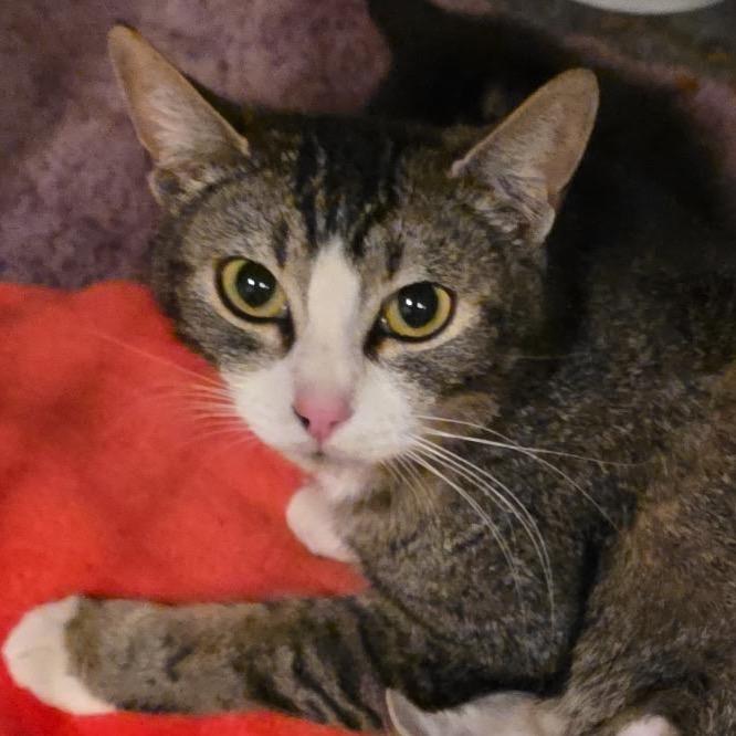 Enlarge Charlie Girl, a Adoptable Domestic Short Hair in Idaho Falls, ID image 1/1
