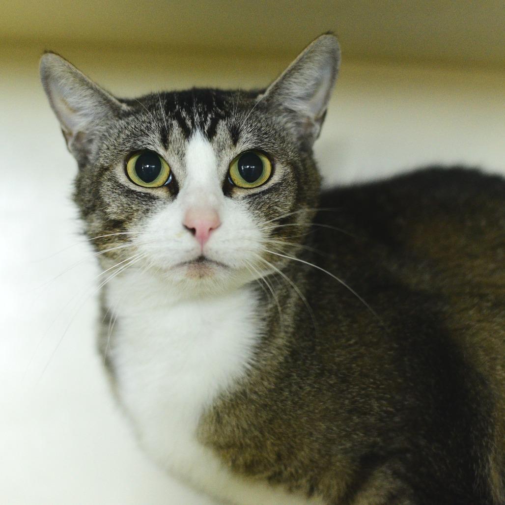 Enlarge Charlie Girl, a Adoptable Domestic Short Hair in Idaho Falls, ID image 4/6