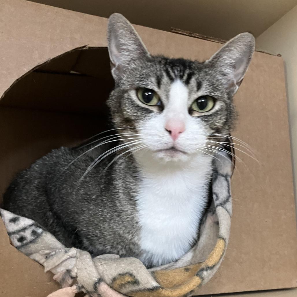 Enlarge Charlie Girl, a Adoptable Domestic Short Hair in Idaho Falls, ID image 5/6