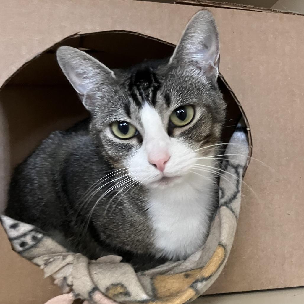 Enlarge Charlie Girl, a Adoptable Domestic Short Hair in Idaho Falls, ID image 6/6