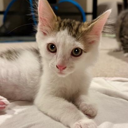 Sriracha (Bonded to Tapatio), a ADOPTABLE Domestic Short Hair in Renton , WA image 5/6