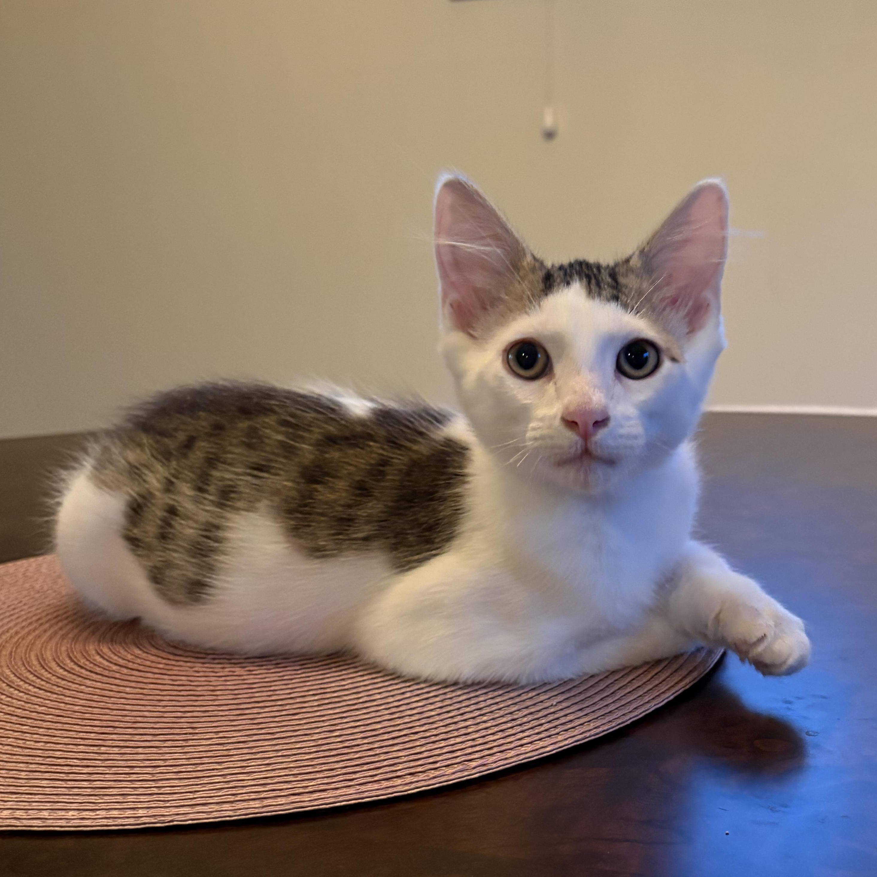 Sriracha (Bonded to Tapatio), a ADOPTABLE Domestic Short Hair in Renton , WA image 2/6