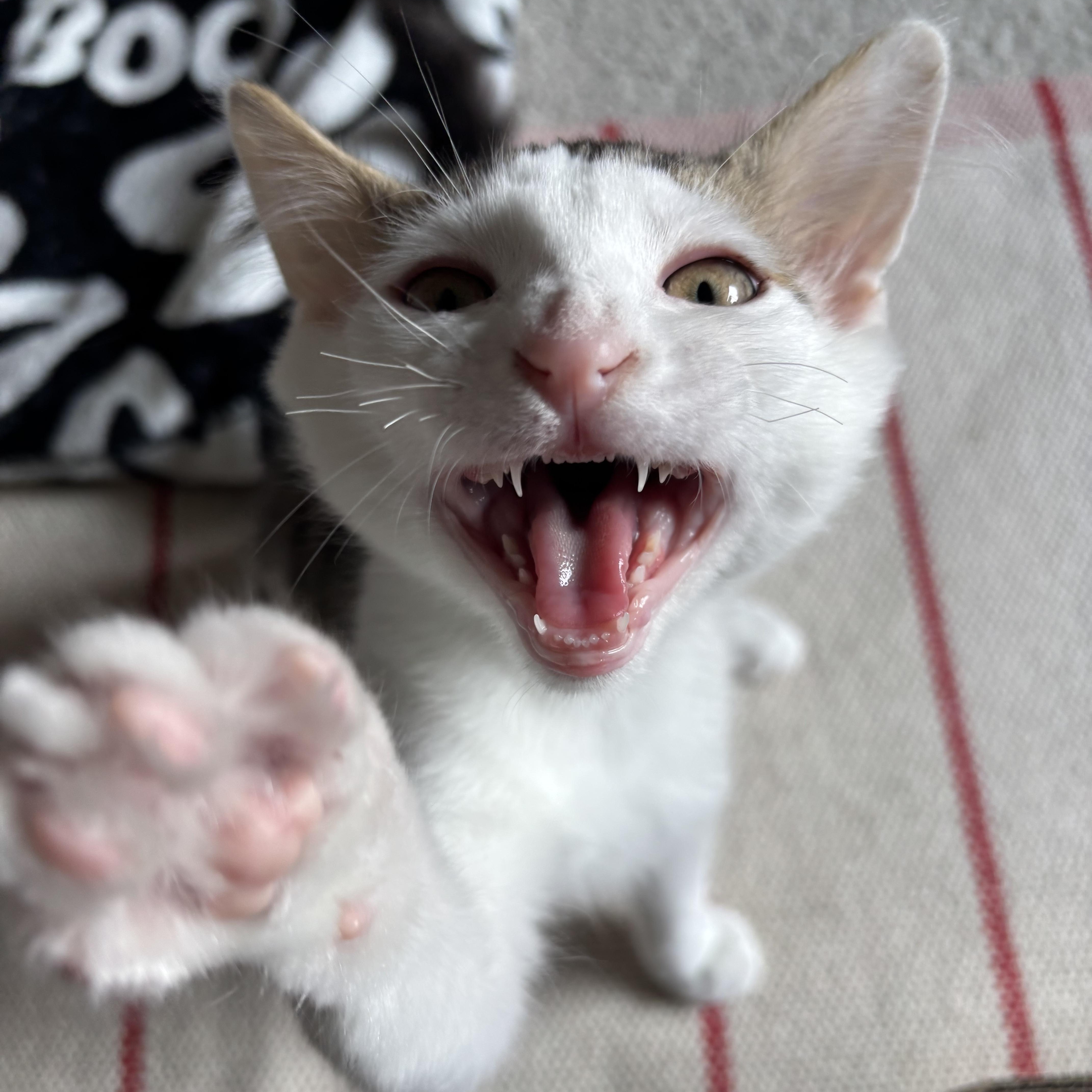 Sriracha (Bonded to Tapatio), a ADOPTABLE Domestic Short Hair in Renton , WA image 3/6