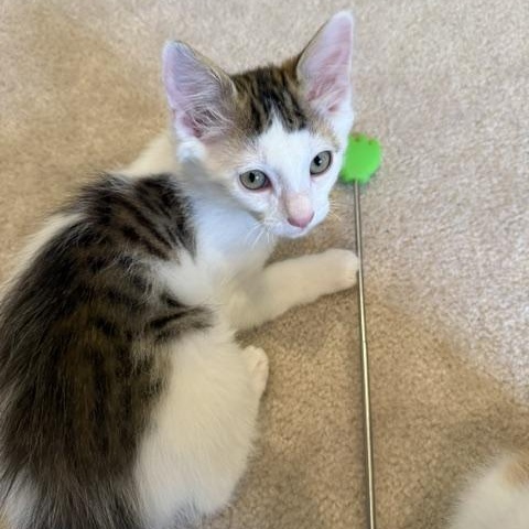 Sriracha (Bonded to Tapatio), a ADOPTABLE Domestic Short Hair in Renton , WA image 4/6