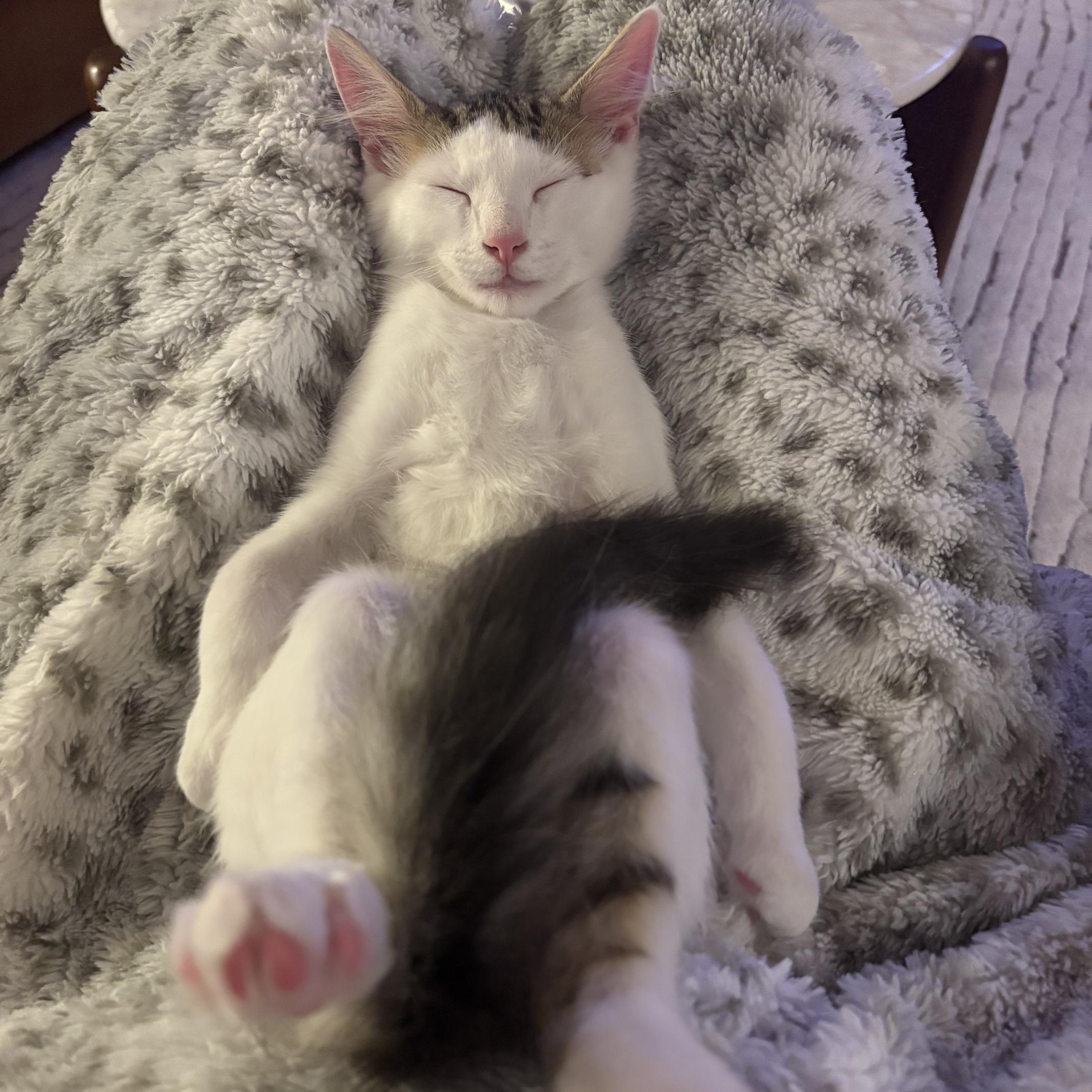 Sriracha (Bonded to Tapatio), ADOPTABLE, Kitten Male Domestic Short Hair.