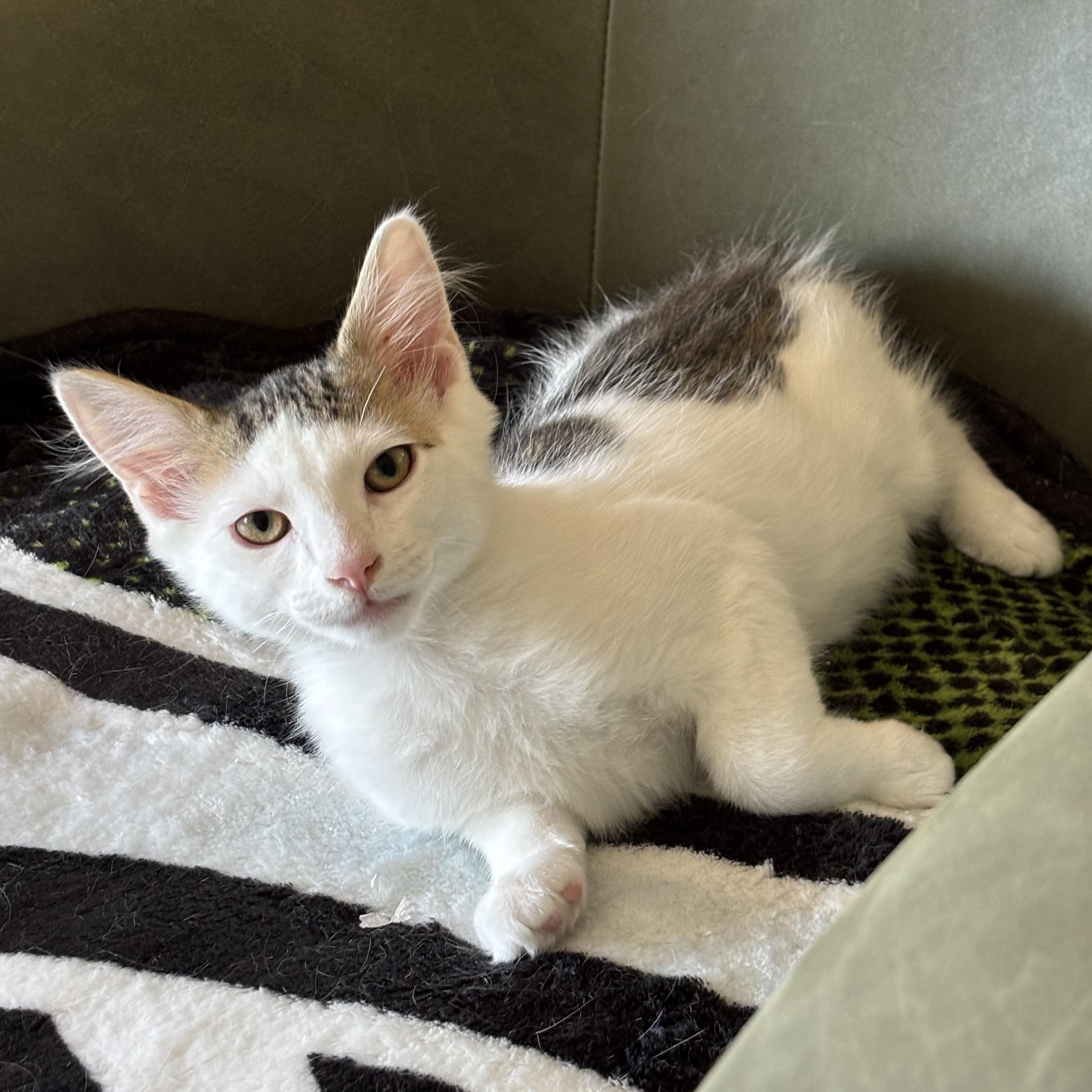 Sriracha (Bonded to Tapatio), a ADOPTABLE Domestic Short Hair in Renton , WA image 6/6