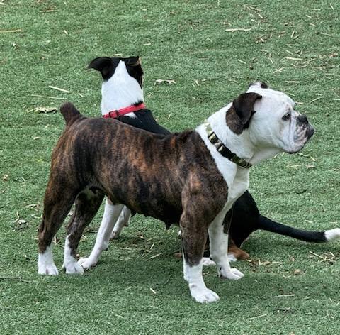 Gracie, an adoptable English Bulldog in Blue Springs, MO image 3/3