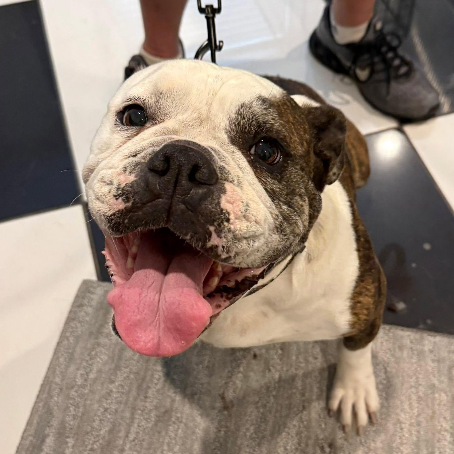 Gracie, an adoptable English Bulldog in Blue Springs, MO image 1/3