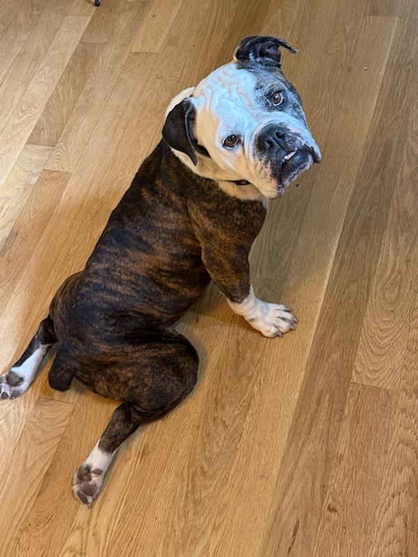 Gracie, an adoptable English Bulldog in Blue Springs, MO image 2/3