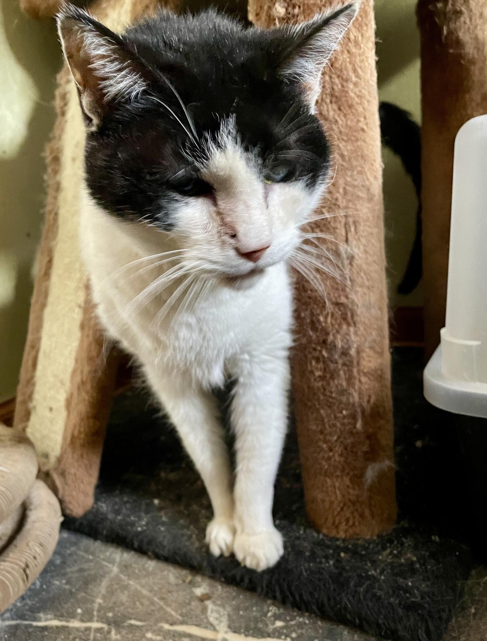 Madison, a ADOPTABLE Domestic Short Hair in Barrington Hills, IL image 3/4